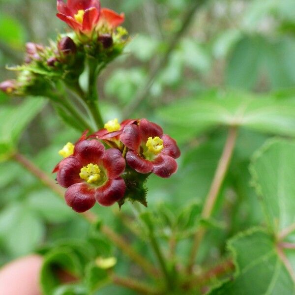 Jatropha gossypiifolia Flors