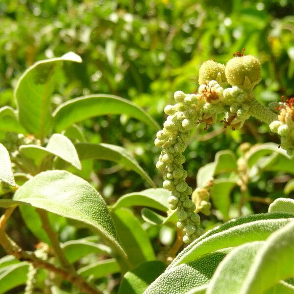 Croton flavens Celota