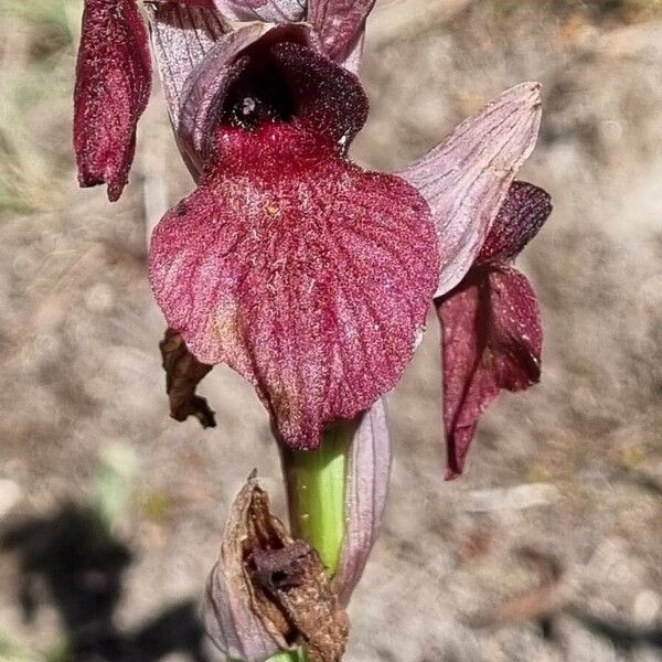 Serapias cordigera Flors