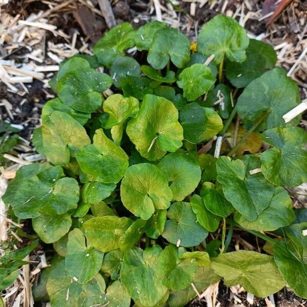 Centella asiatica Levél