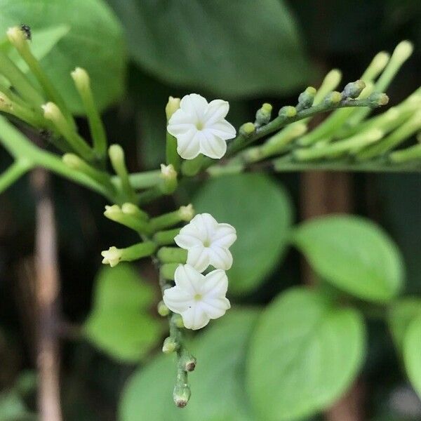 Heliotropium glabrum Flor