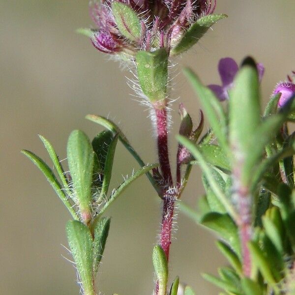 Thymus dolomiticus Otro