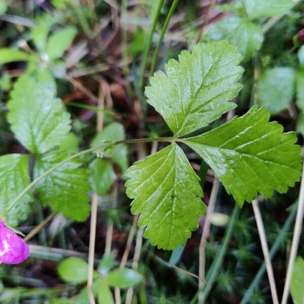 Rubus arcticus पत्ता