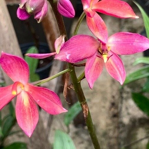 Spathoglottis plicata Kwiat