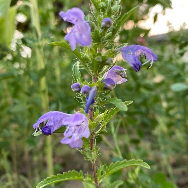 Dracocephalum moldavica Квітка