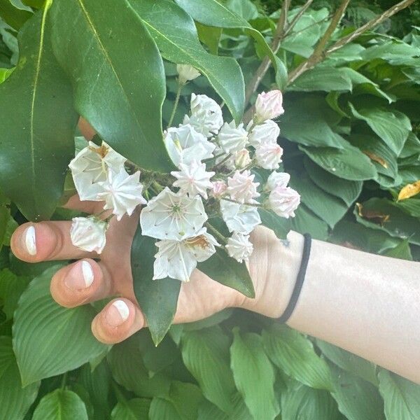 Kalmia latifolia Blüte