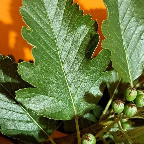 Scandosorbus intermedia 葉