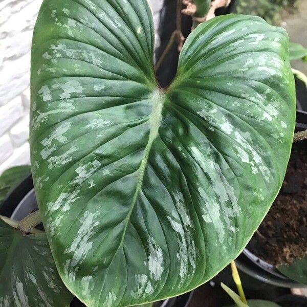 Philodendron mamei Folha