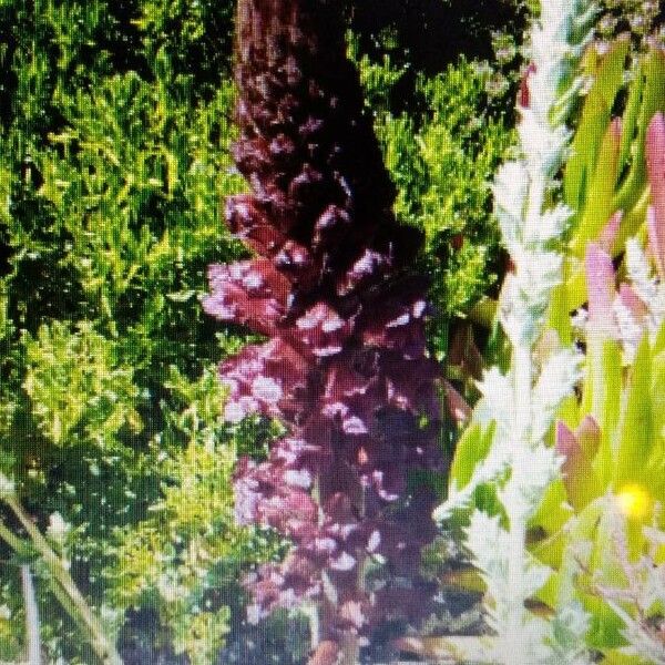 Orobanche foetida Cvet