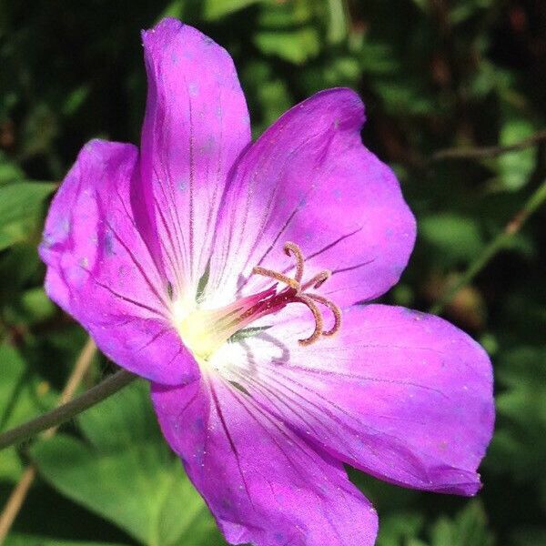 Geranium sylvaticum Flower