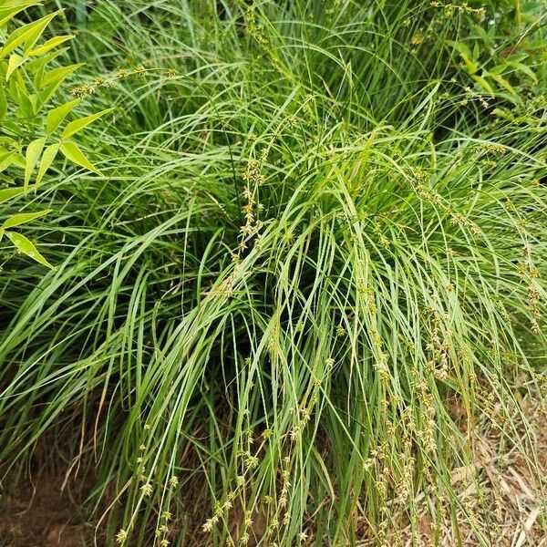 Carex echinata Habit