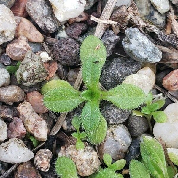 Cerastium glomeratum Folha