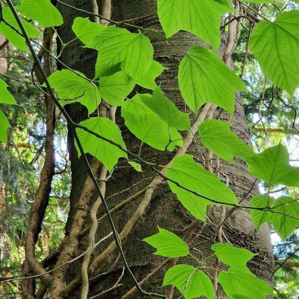 Acer pensylvanicum Leaf