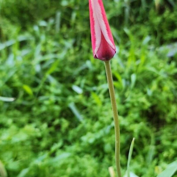 Tulipa clusiana 花