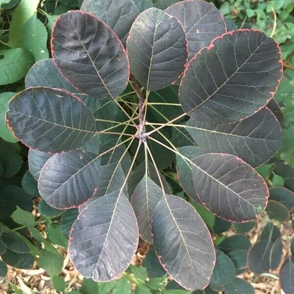 Cotinus coggygria Leht