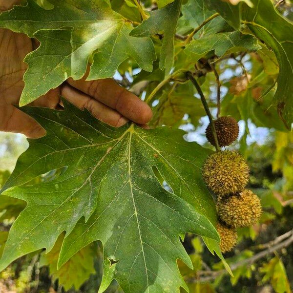 Platanus orientalis 葉