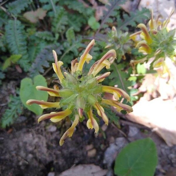 Pedicularis canadensis Floro