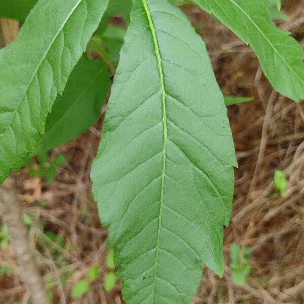 Rhus copallinum List