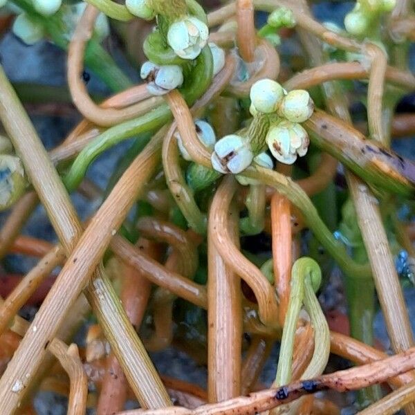 Cassytha filiformis Flower