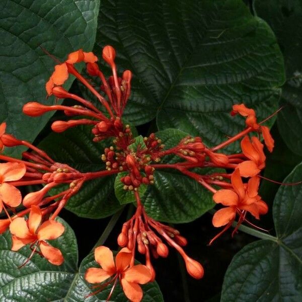 Clerodendrum speciosissimum Bloem