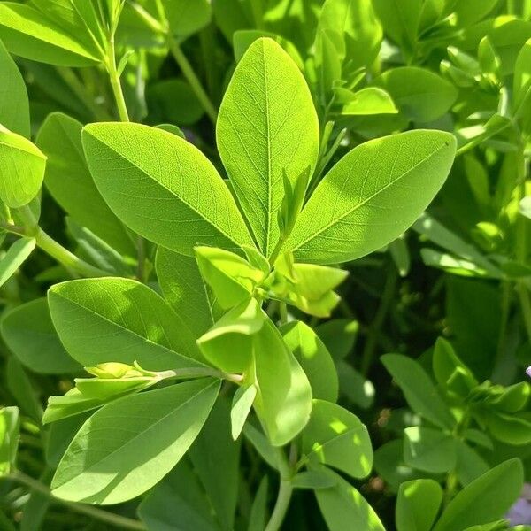 Baptisia australis 葉