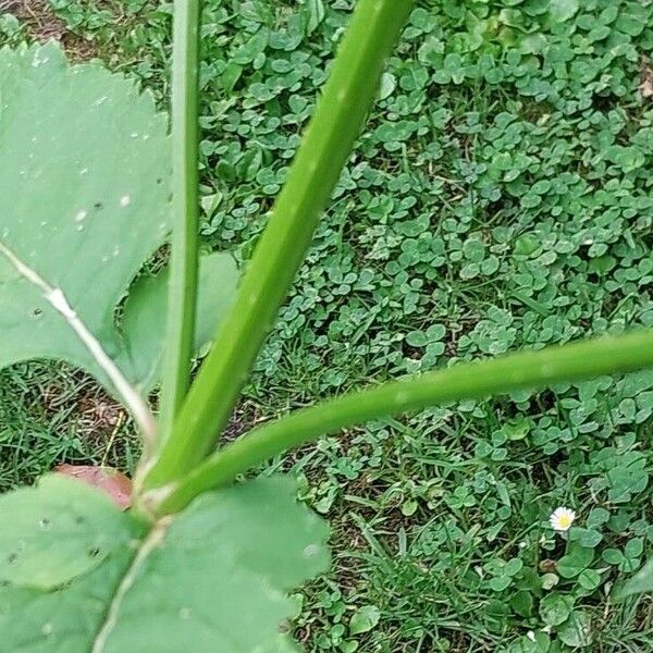 Dipsacus pilosus Ŝelo