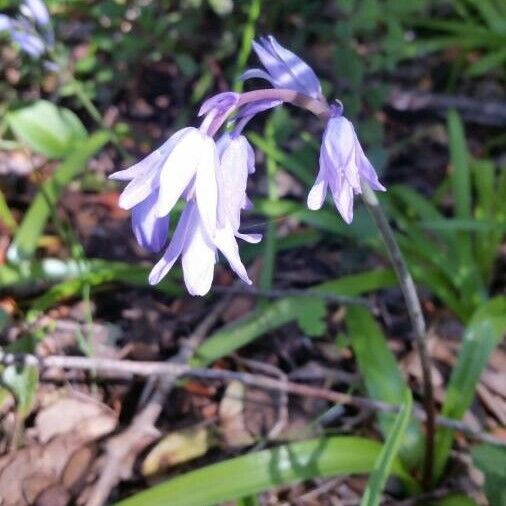 Hyacinthoides non-scripta Flor