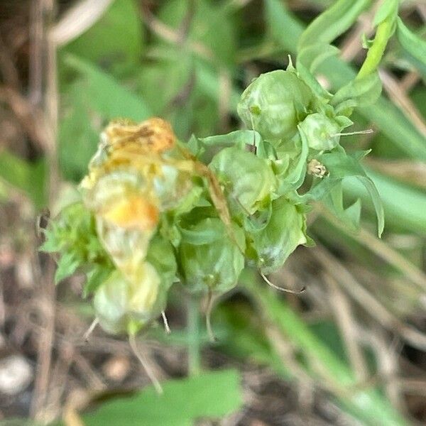 Linaria vulgaris ഫലം