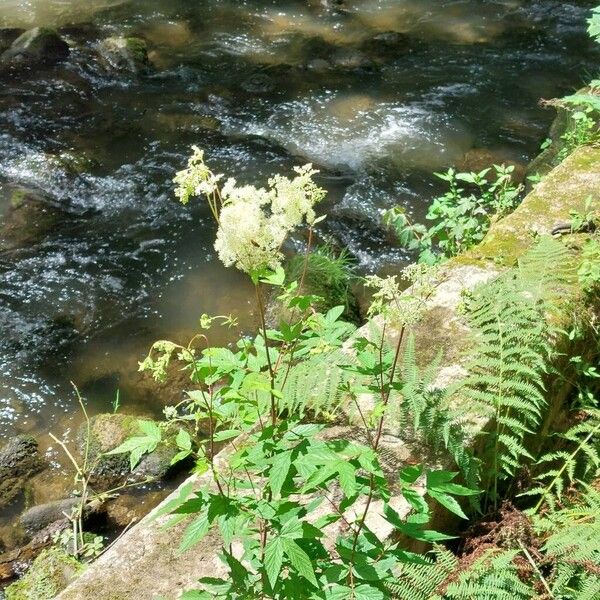 Filipendula ulmaria Кветка