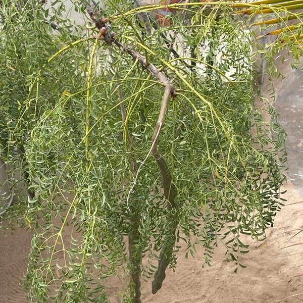 Moringa drouhardii Hedelmä