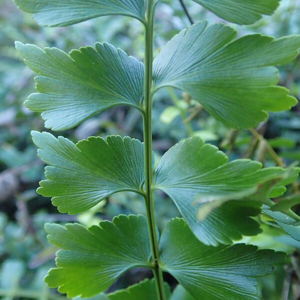 Asplenium stuhlmannii Leaf