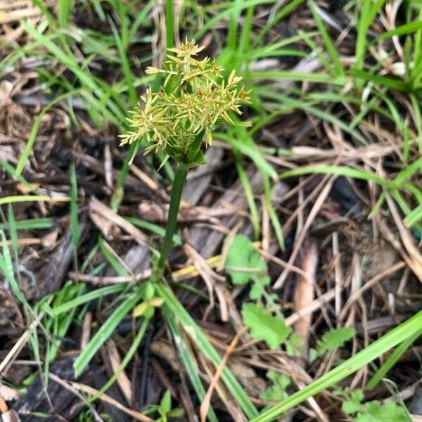 Cyperus esculentus Lapas