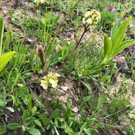 Pedicularis oederi Flower