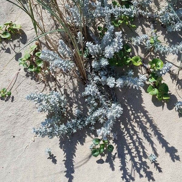 Achillea maritima Habit