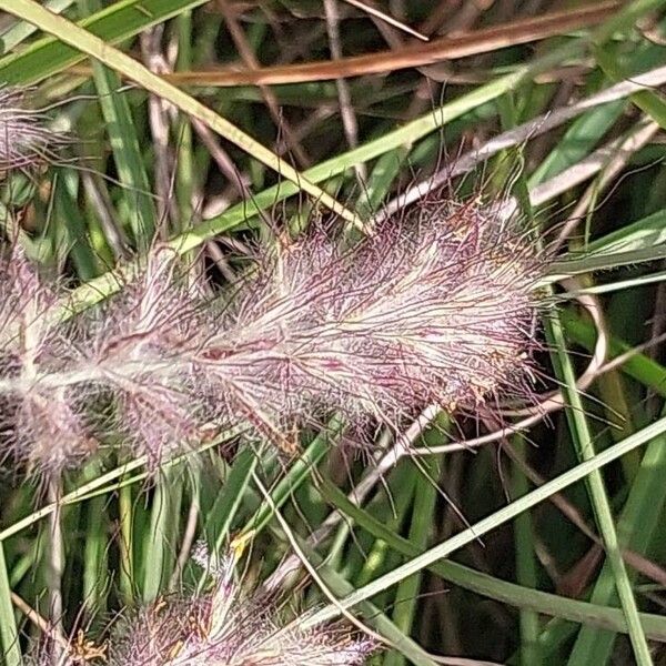 Cenchrus orientalis Flower