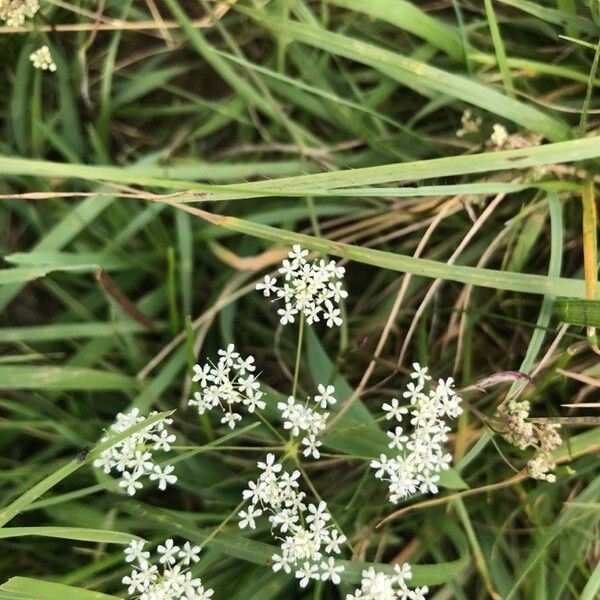 Pimpinella saxifraga Blomma