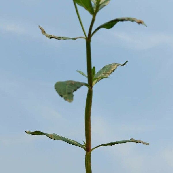 Alternanthera philoxeroides Leaf