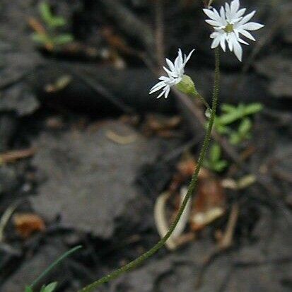 Lithophragma tenellum Hábito