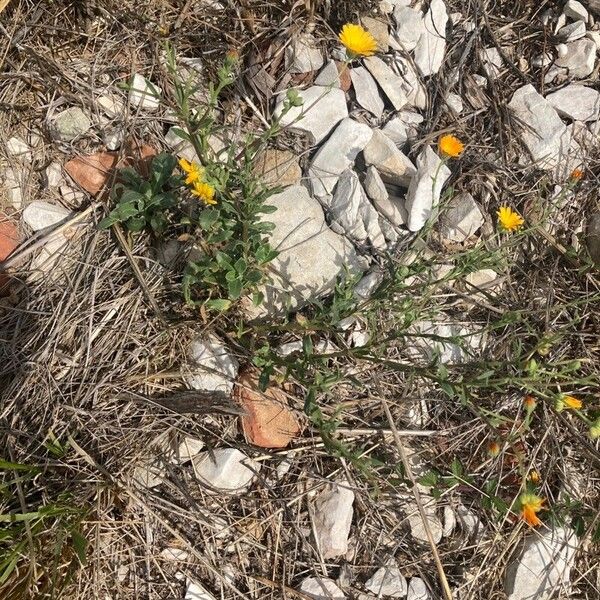 Calendula suffruticosa موطن