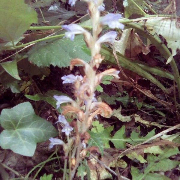 Orobanche cernua Kvet