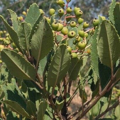 Rhamnus crocea Blad