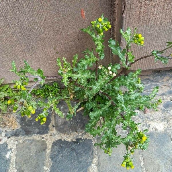 Senecio vulgaris عادت