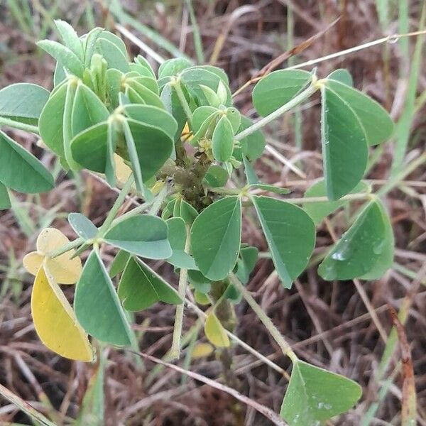 Crotalaria incana Levél