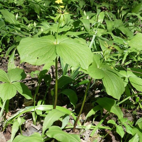 Paris quadrifolia موطن