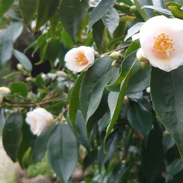 Camellia japonica 花