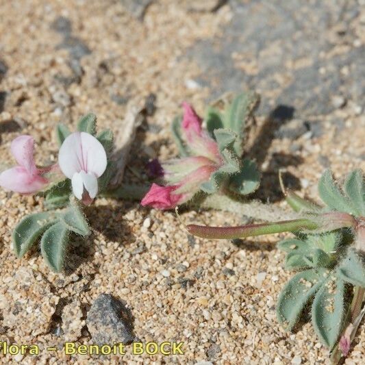 Lotus glinoides Máis