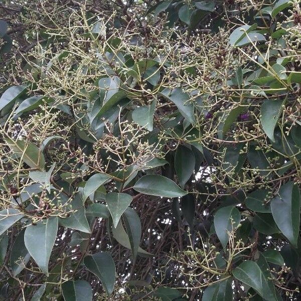 Ligustrum lucidum Floro