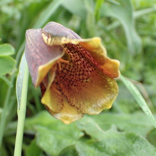 Fritillaria pyrenaica Flor