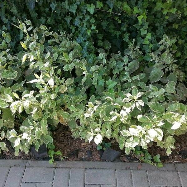 Cornus alba Leaf