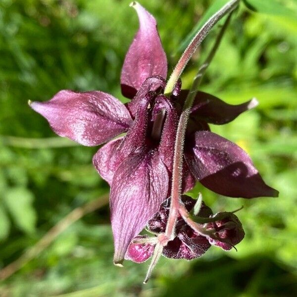 Aquilegia atrata Floro